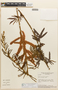 Mimosa pteridifolia image
