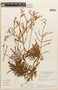 Mimosa pteridifolia image