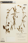 Mimosa pudica image