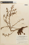 Mimosa rufescens image