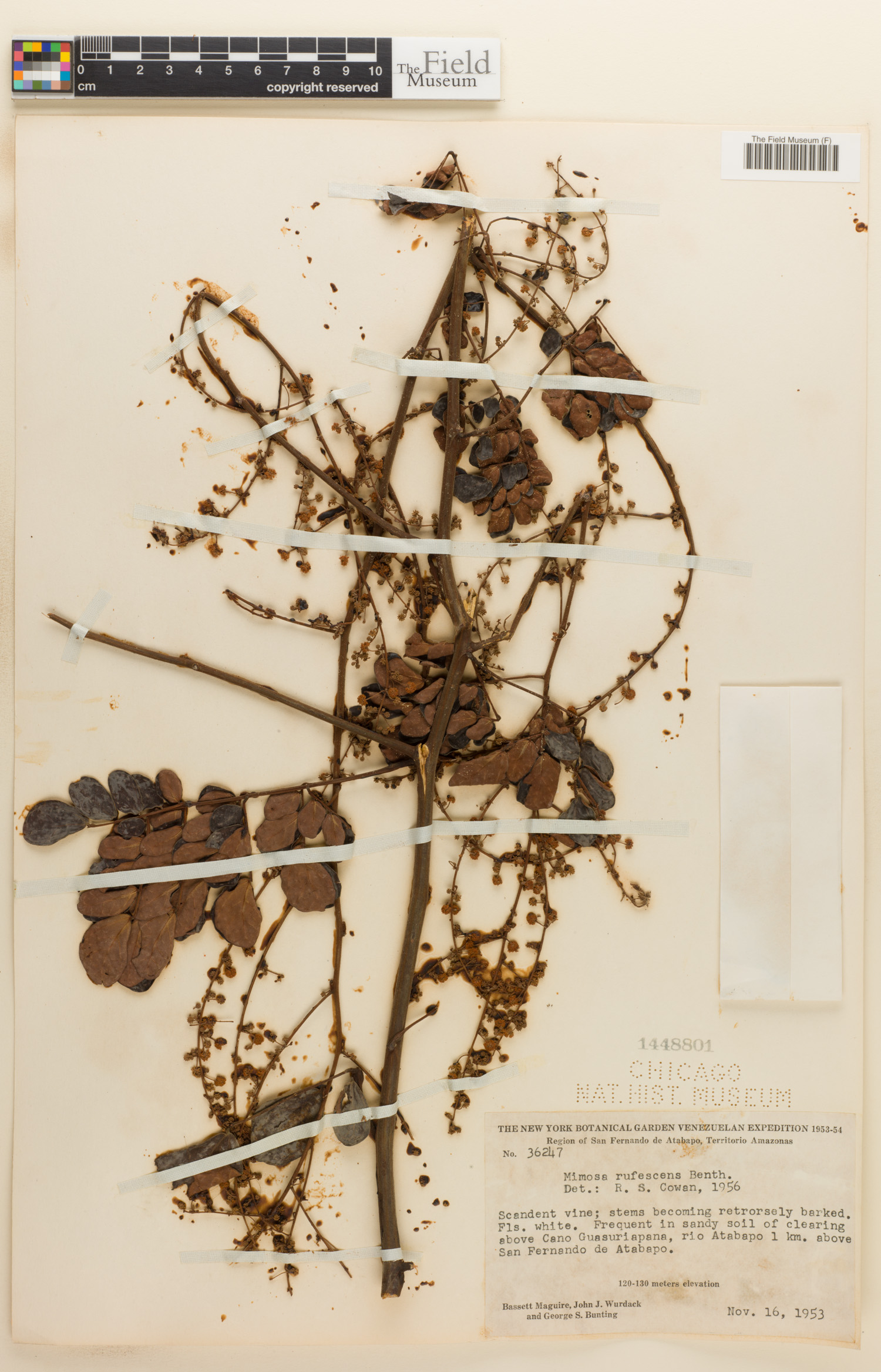 Mimosa rufescens image