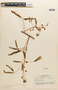 Mimosa schrankioides var. sagotiana image