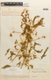 Mimosa schrankioides image