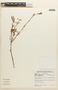 Mimosa pudica var. tetrandra image