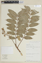 Cedrela angustifolia image