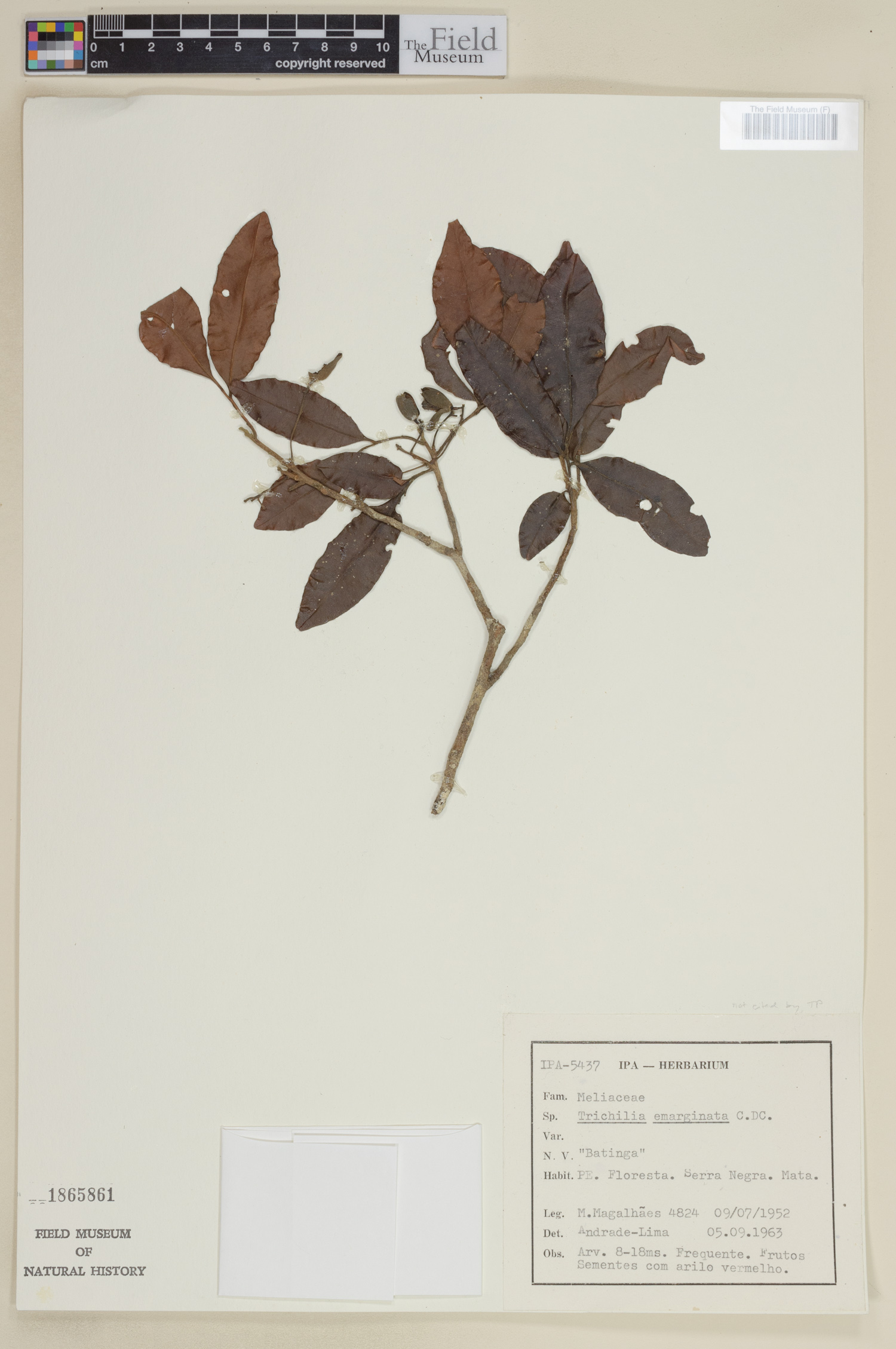 Trichilia emarginata thumbnail