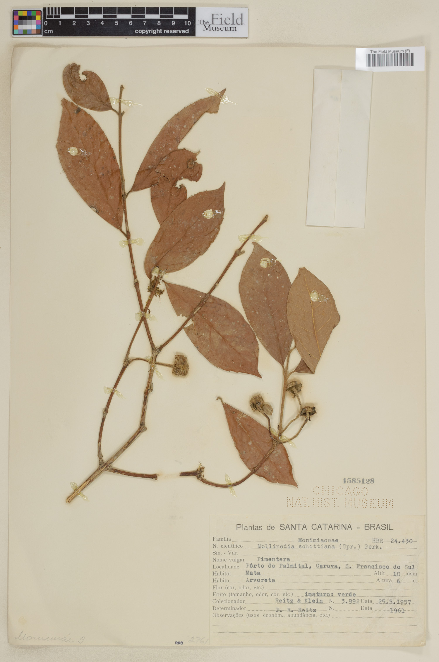 Mollinedia schottiana image