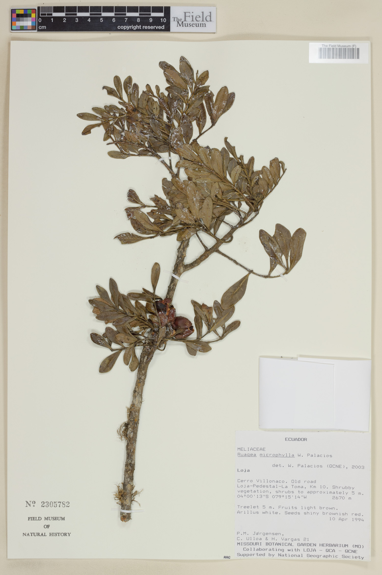 Ruagea microphylla image