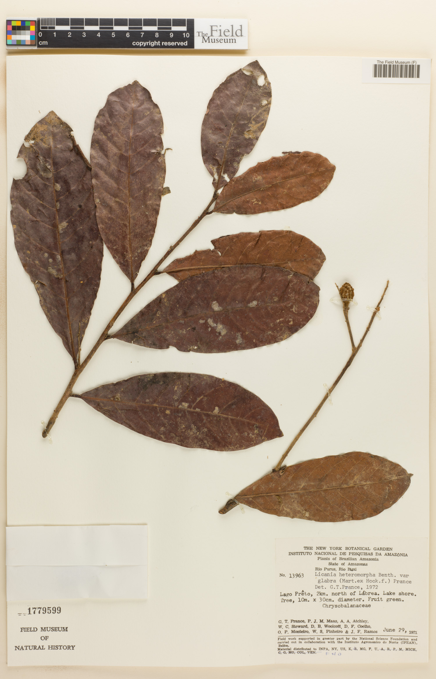 Licania heteromorpha var. glabra image