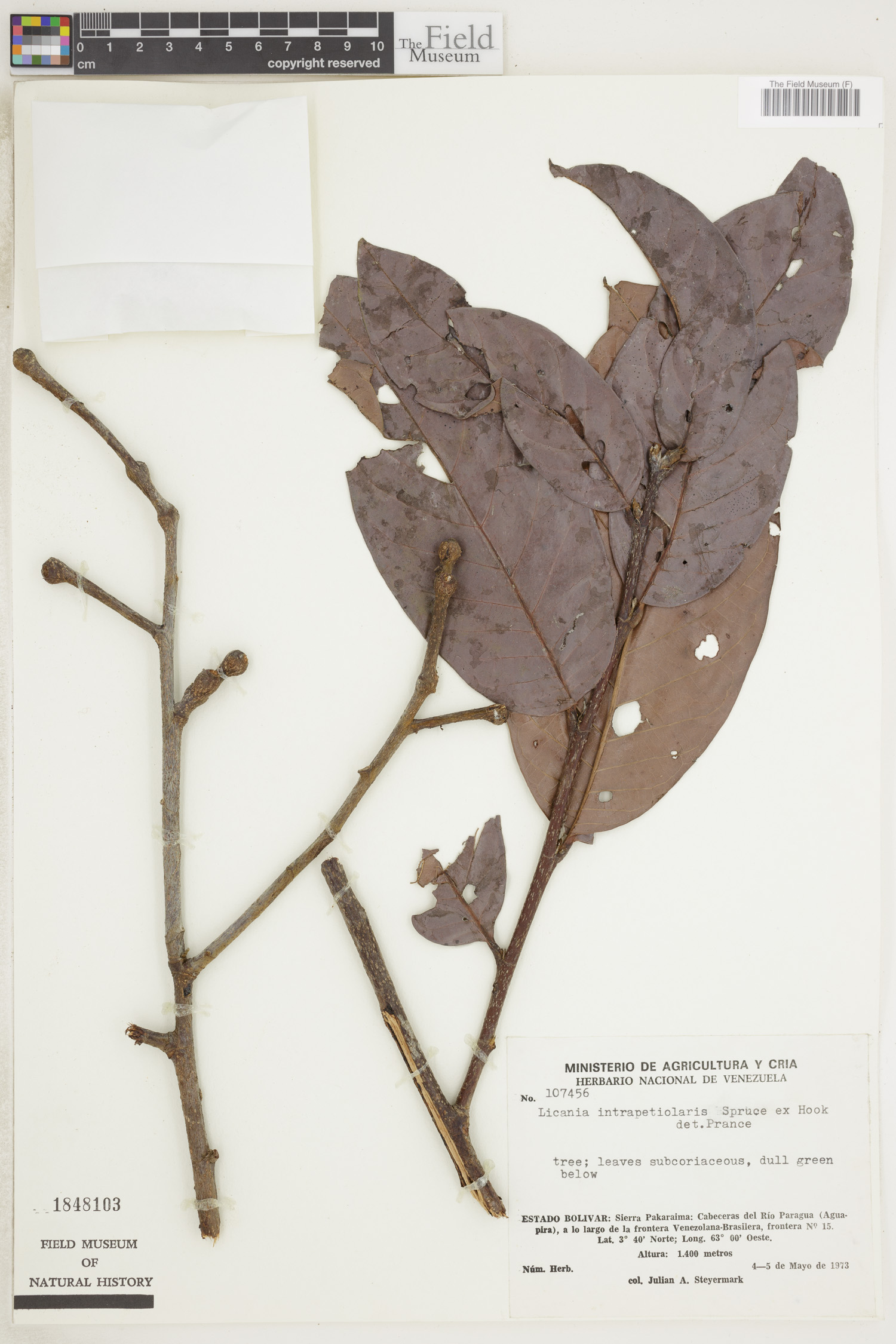 Licania intrapetiolaris image