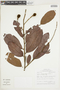 Licania latifolia image