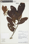 Licania latifolia image
