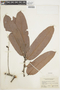 Licania macrophylla image