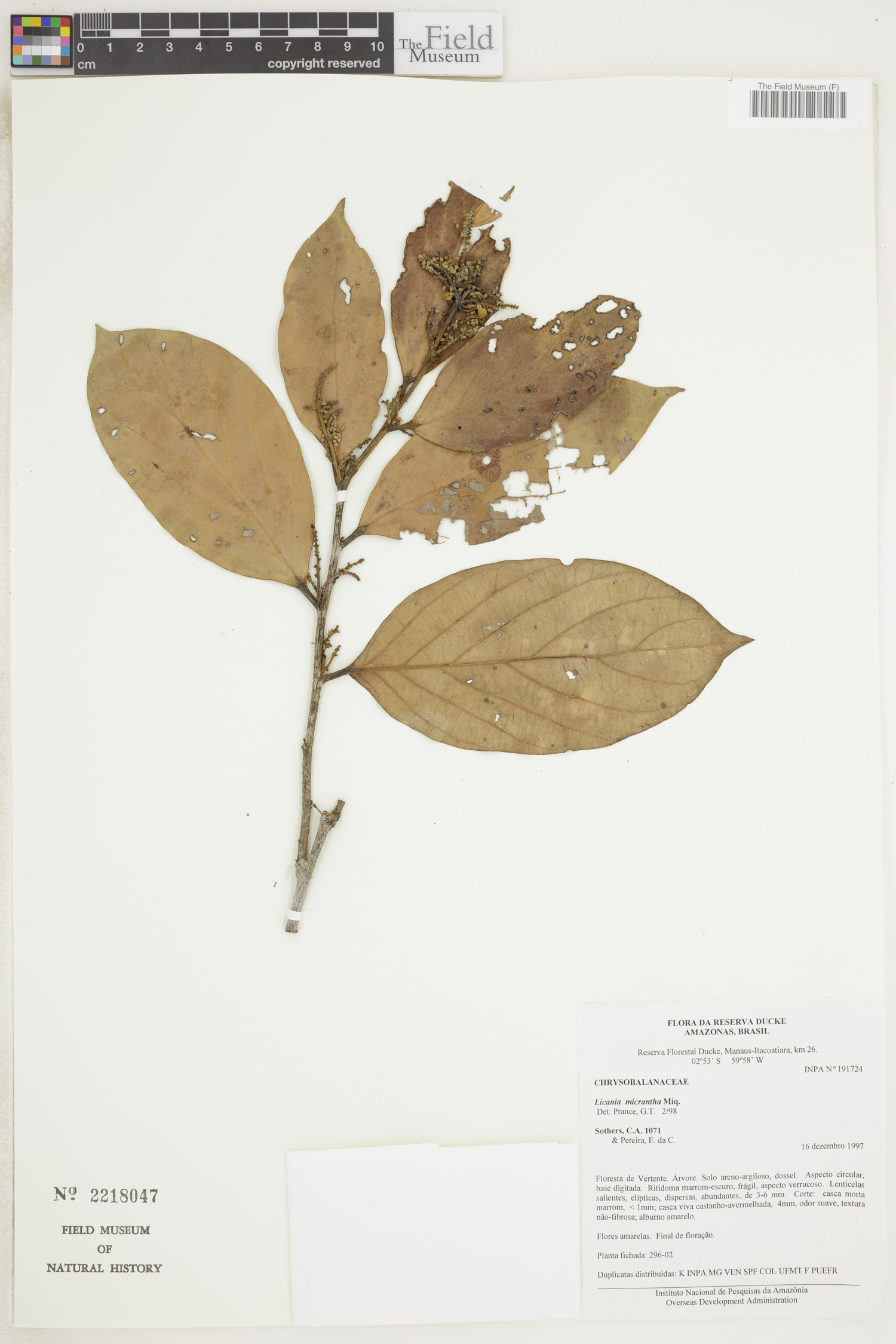 Licania micrantha image