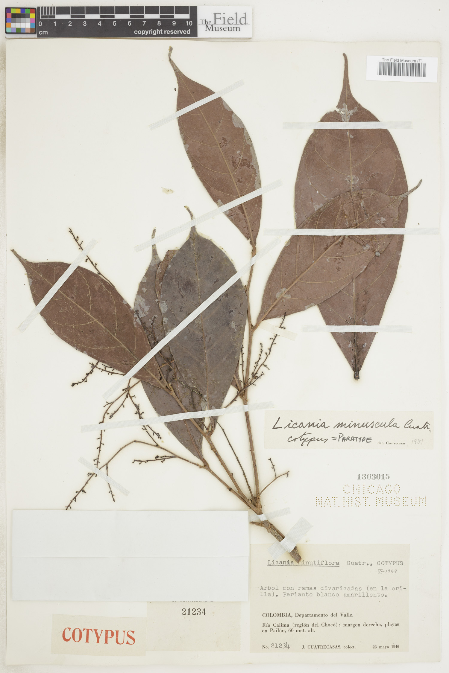 Licania minutiflora image