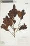 Licania oblongifolia image