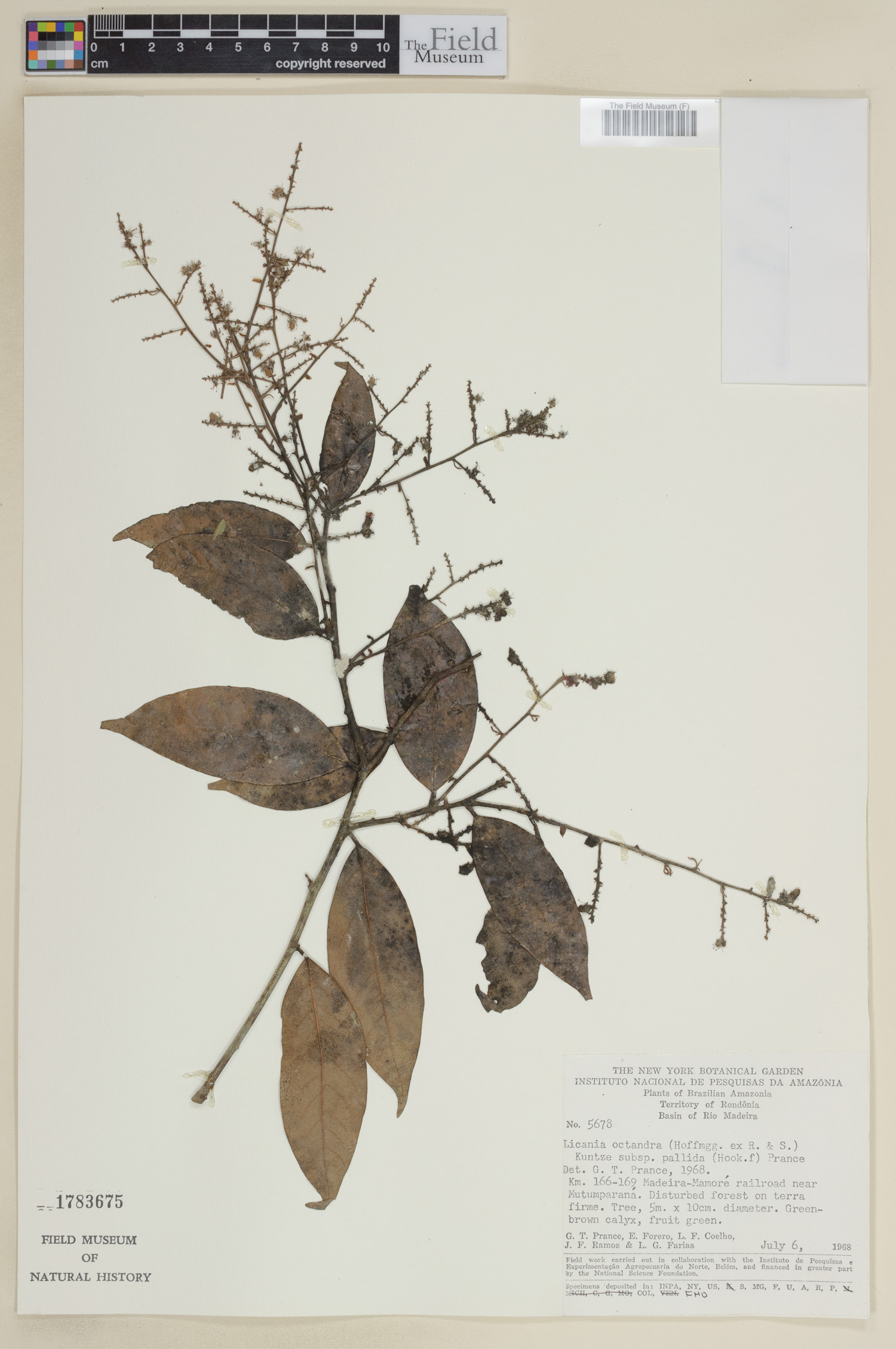 Licania octandra image