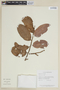 Licania ovalifolia image