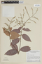 Licania parviflora image