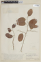 Licania pyrifolia image