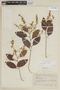 Licania pyrifolia image