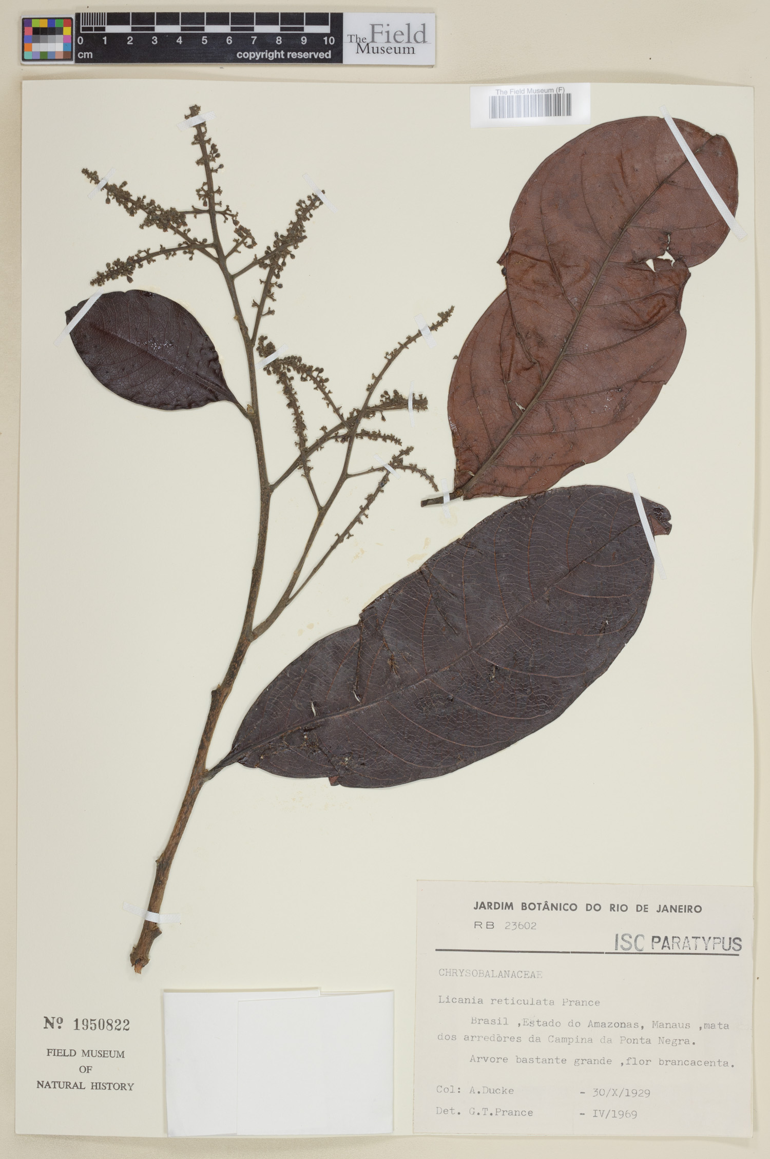 Licania reticulata image