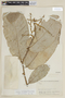 Licania sclerophylla image