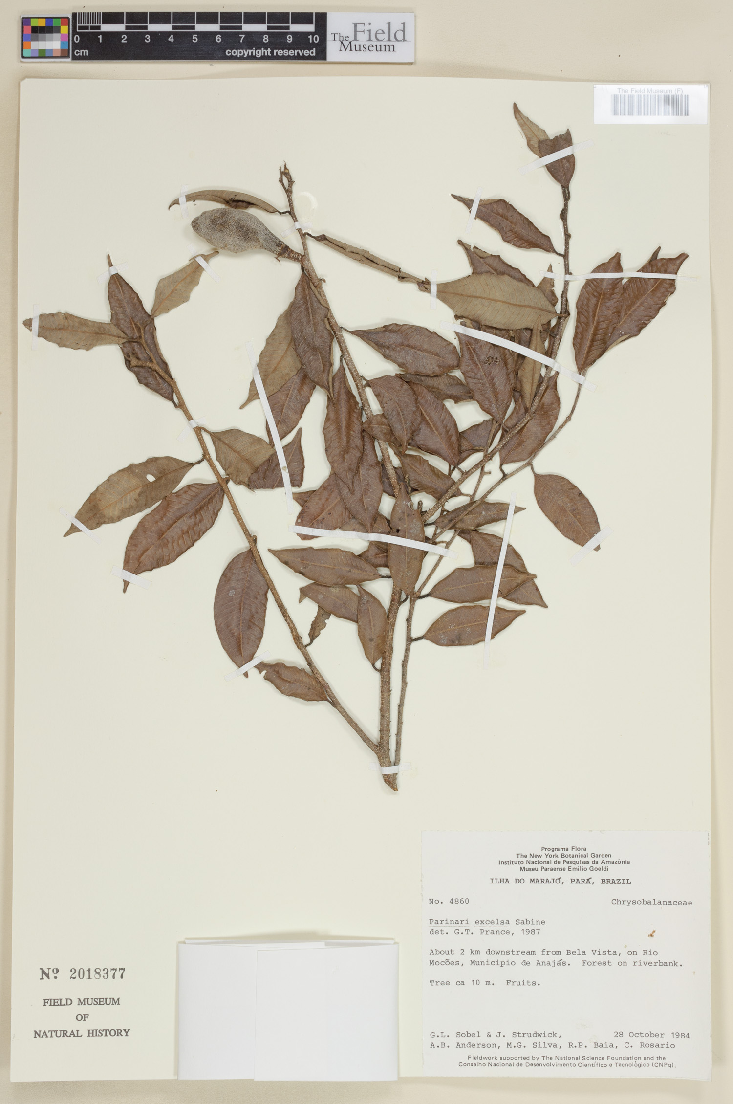 Parinari excelsa image