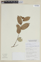 Parinari obtusifolia image