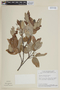 Parinari obtusifolia image