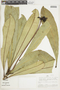 Adiscanthus fusciflorus image
