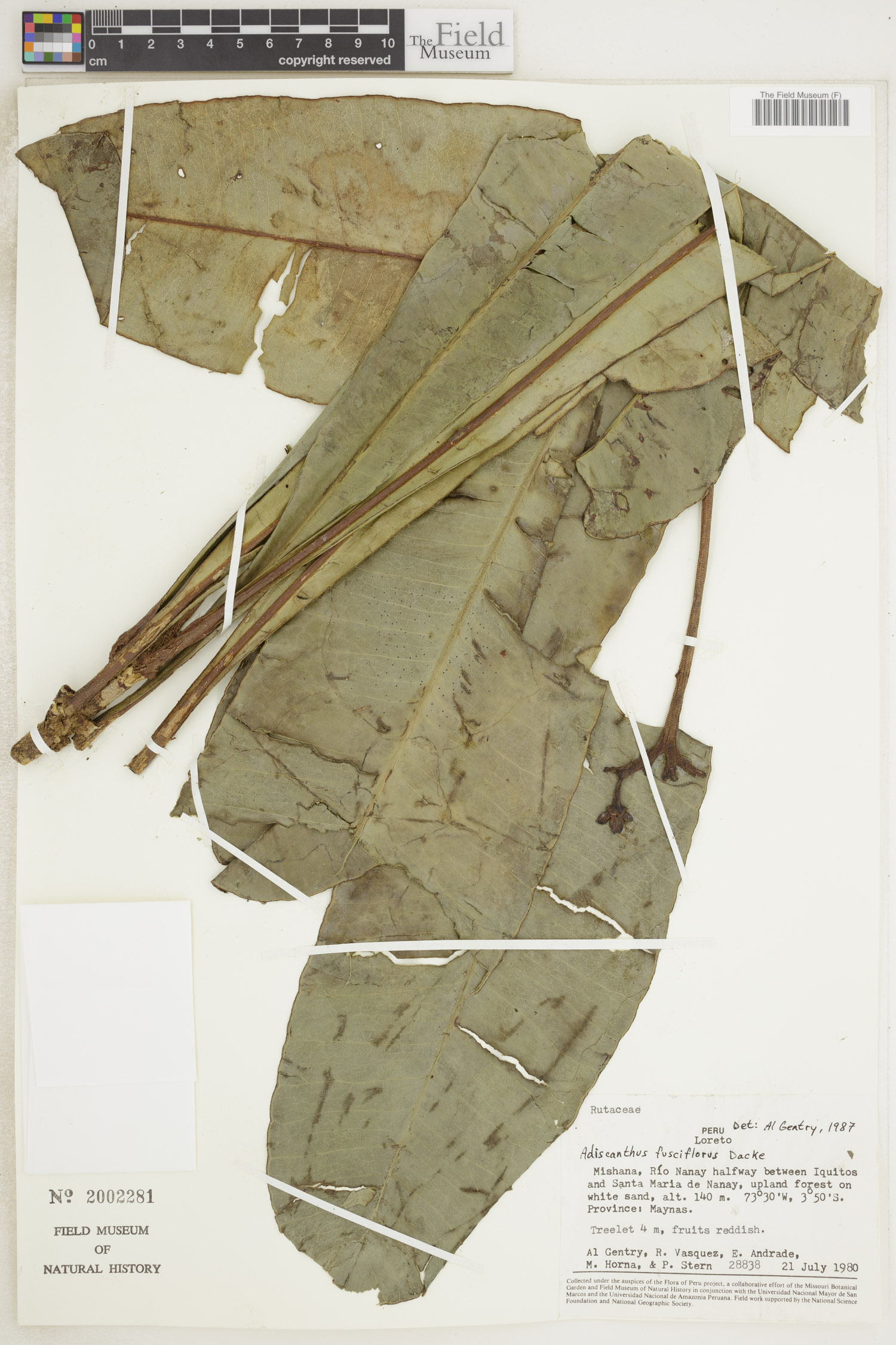 Adiscanthus fusciflorus image
