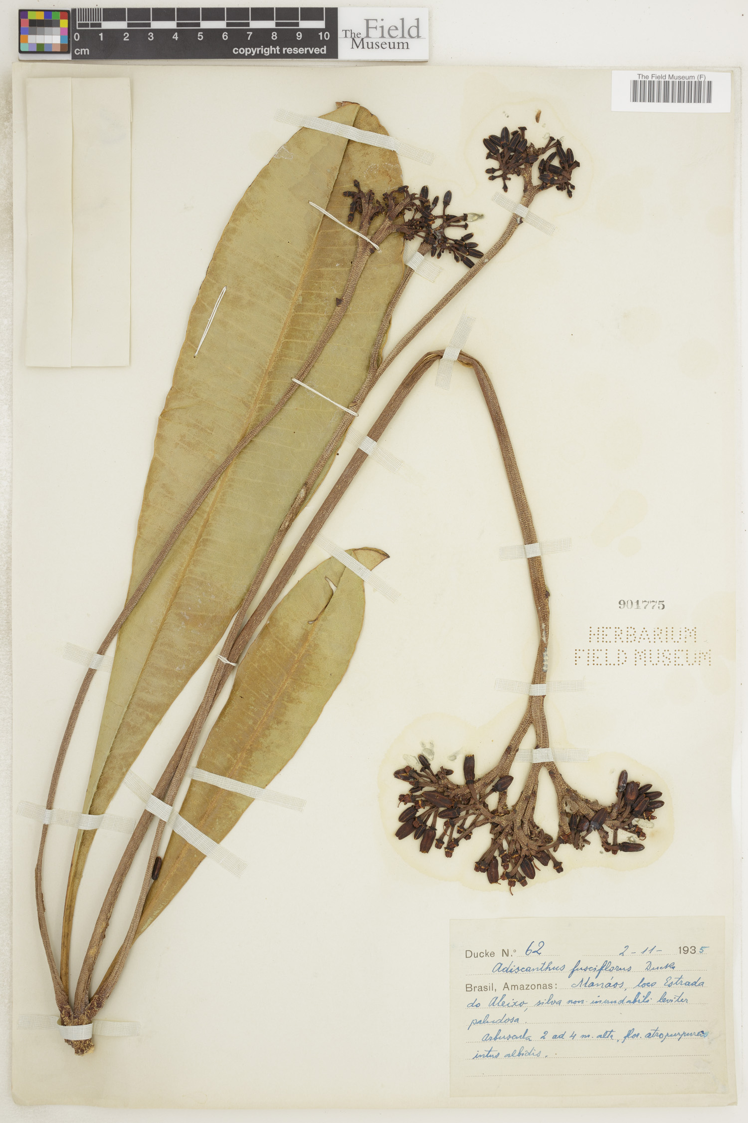 Adiscanthus image