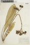 Adiscanthus fusciflorus image