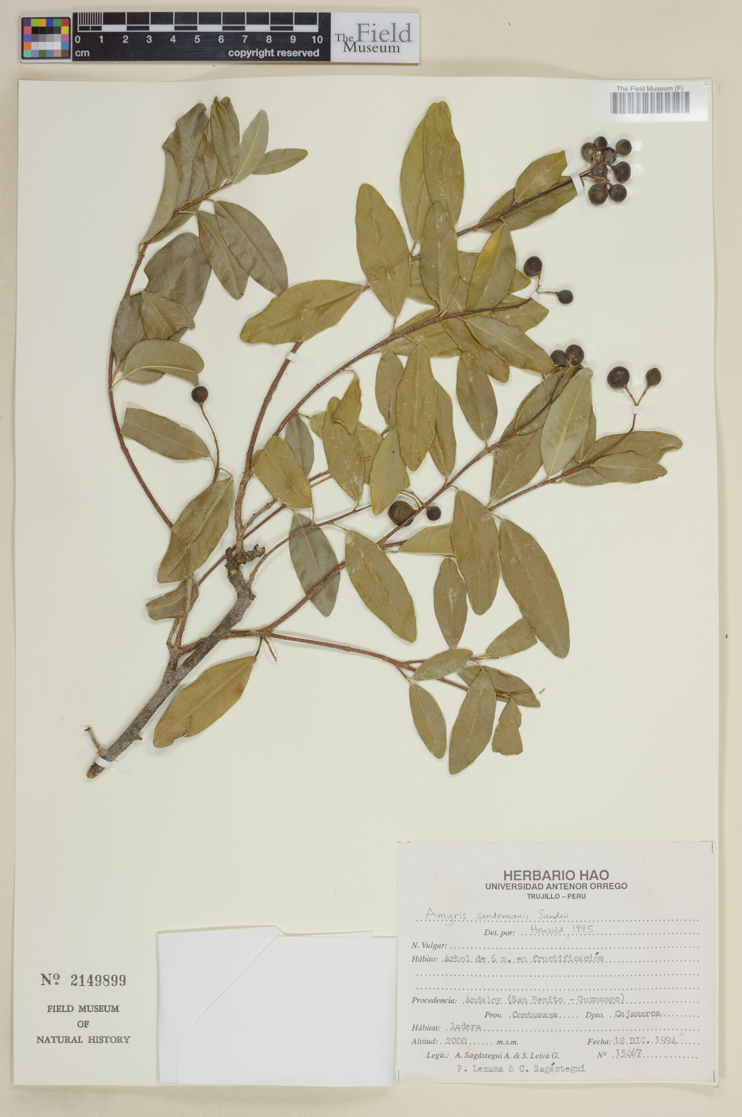 Amyris sandemanii image
