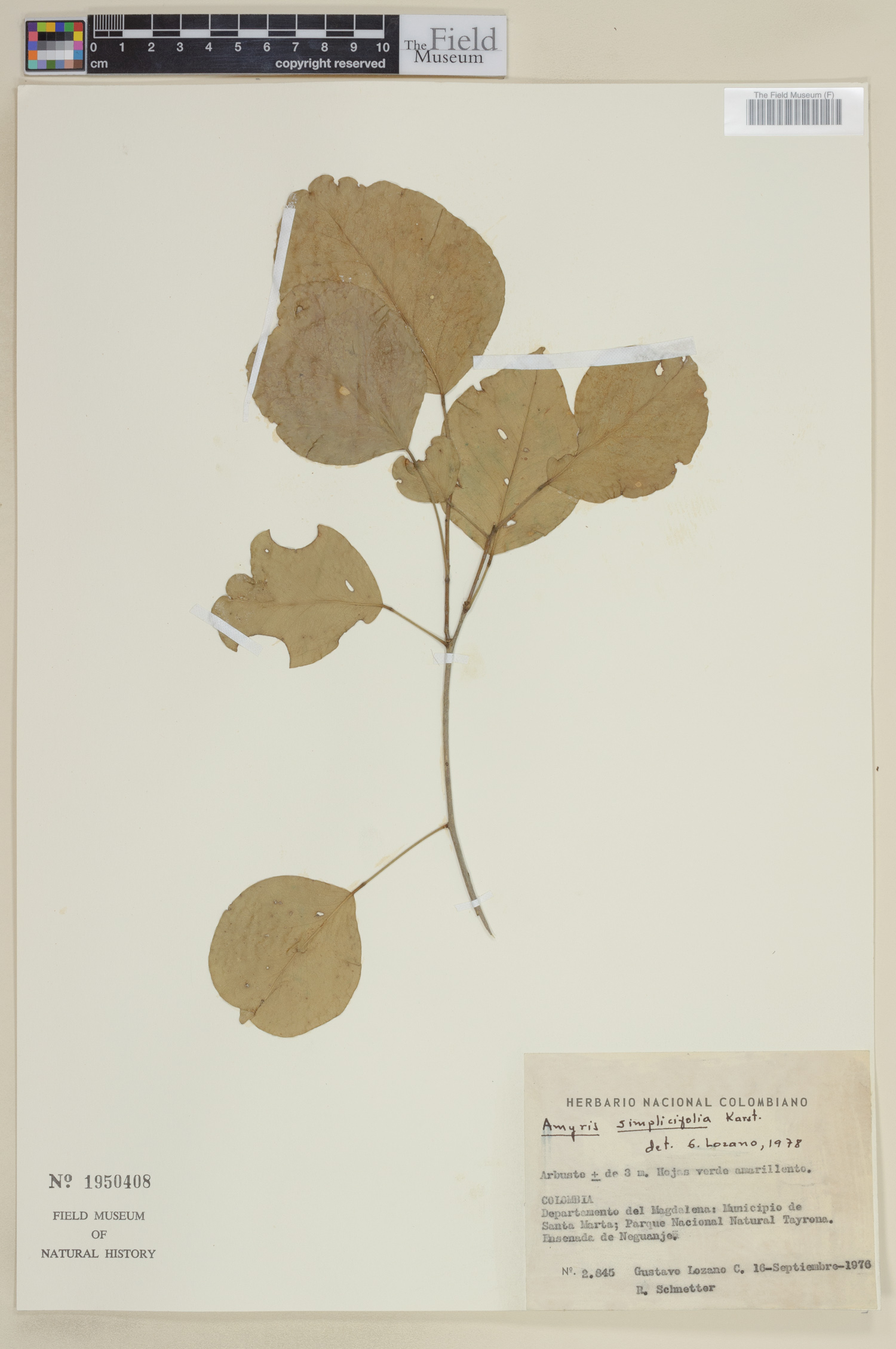 Amyris simplicifolia image