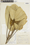 Conchocarpus heterophyllus image