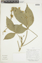 Angostura longiflora image