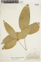 Angostura trifoliata image