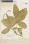 Angostura trifoliata image