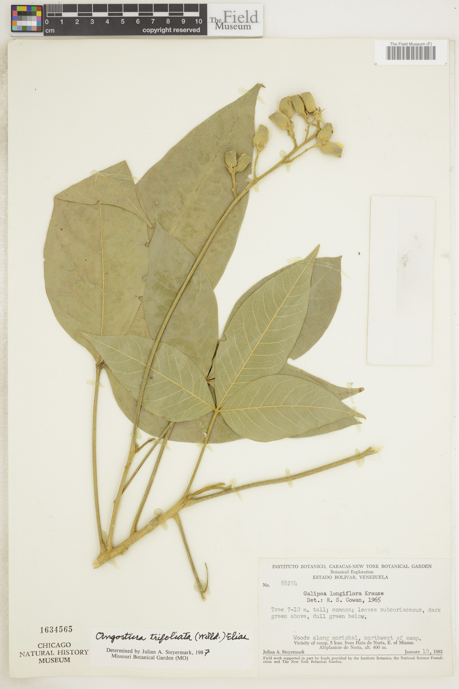 Angostura image
