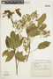 Balfourodendron riedelianum image