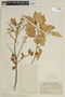 Citrus X aurantiifolia image