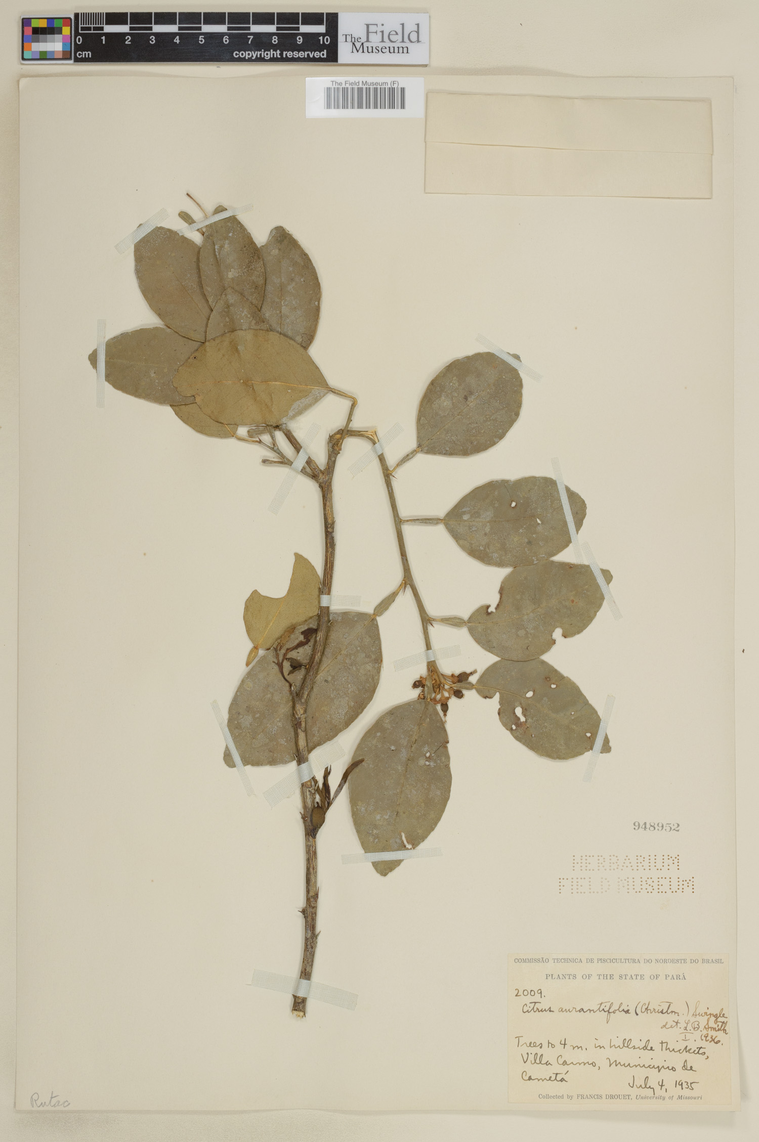 Citrus X aurantiifolia image