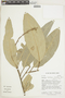 Conchocarpus adenantherus image