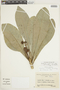 Conchocarpus cuneifolius image