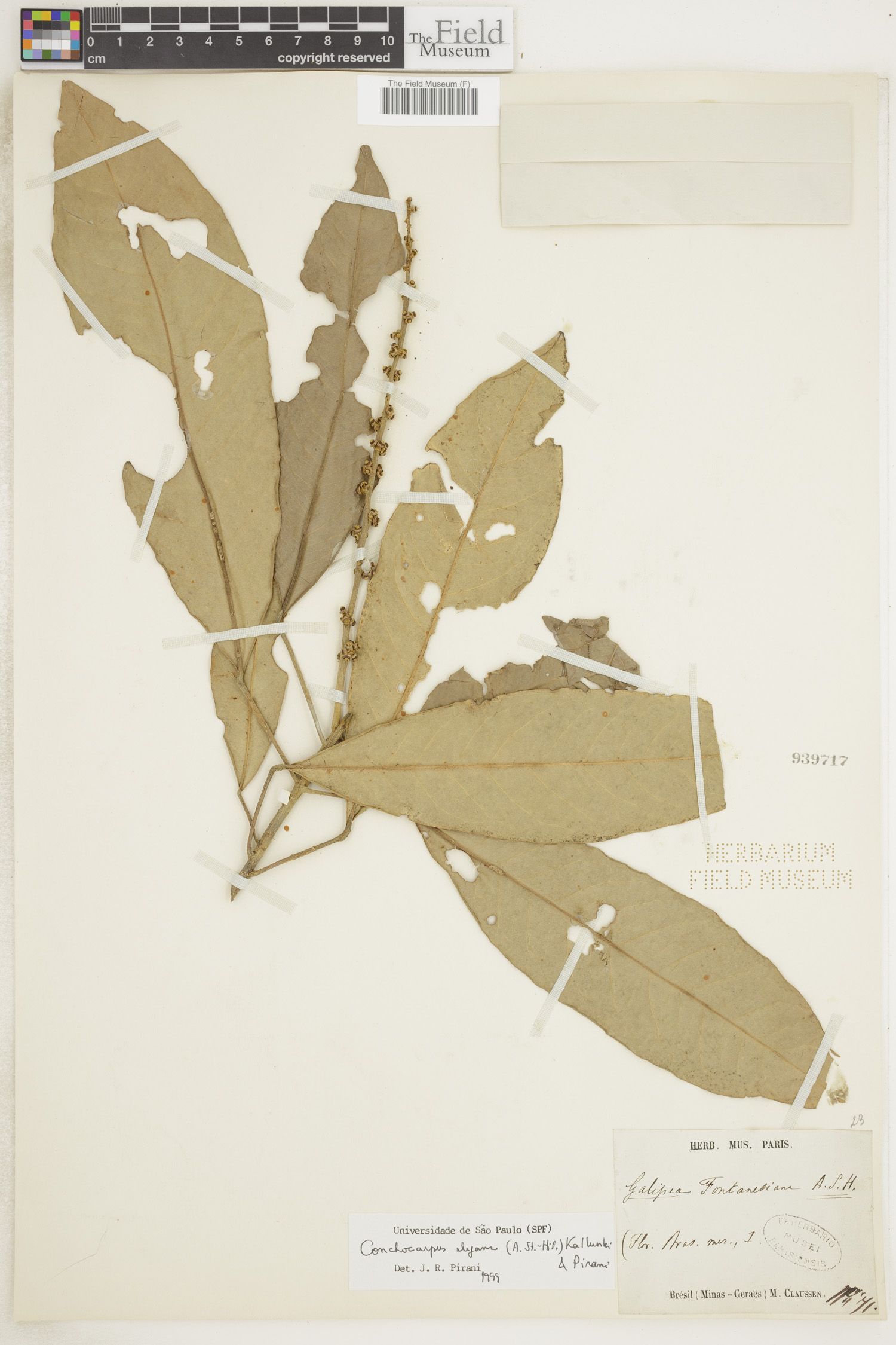 Conchocarpus elegans image