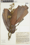 Conchocarpus insignis image