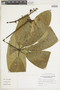 Conchocarpus larensis image