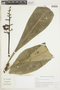 Conchocarpus longifolius image